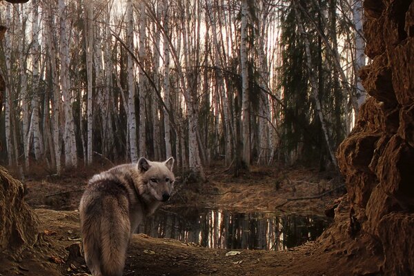 Wolf schaut sich im Birkenwald um