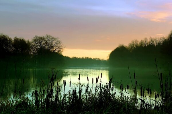 Nebliger See mit Schilf am Morgen