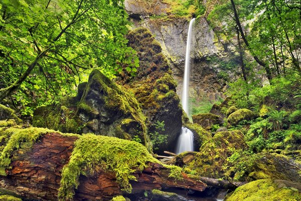 Waterfall from a cliff among trees and moss thickets