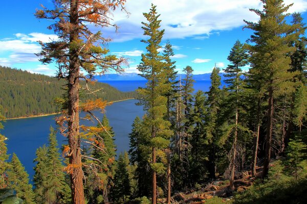 Blick auf den Lake Tahoe in Kalifornien von der Spitze der mit Nadelwäldern bewachsenen Küste