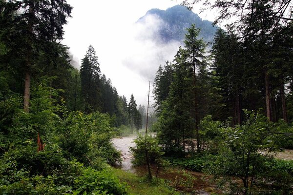 A dense green forest and in the distance a mountain in the fog