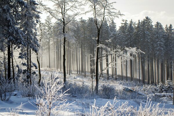 Paisaje de la naturaleza del bosque de invierno
