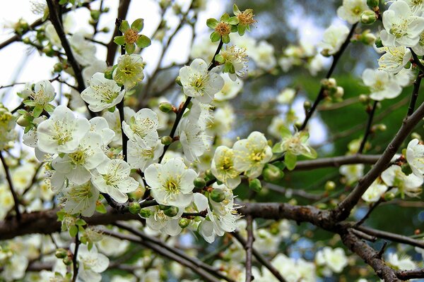 Primavera. Árboles frutales en flor