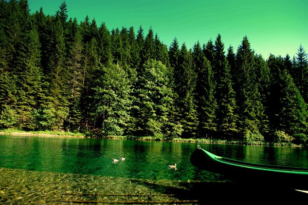 Forêt au bord de la mer, bateau en vert