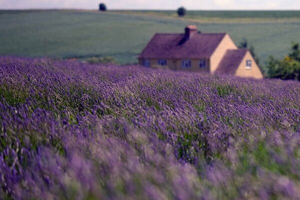 Lavender field and a house with a purple roof