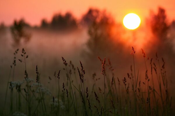 Field grass on the background of sunset