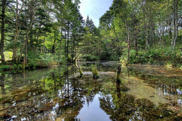 Fluss unter den Bäumen im Wald im Sommer