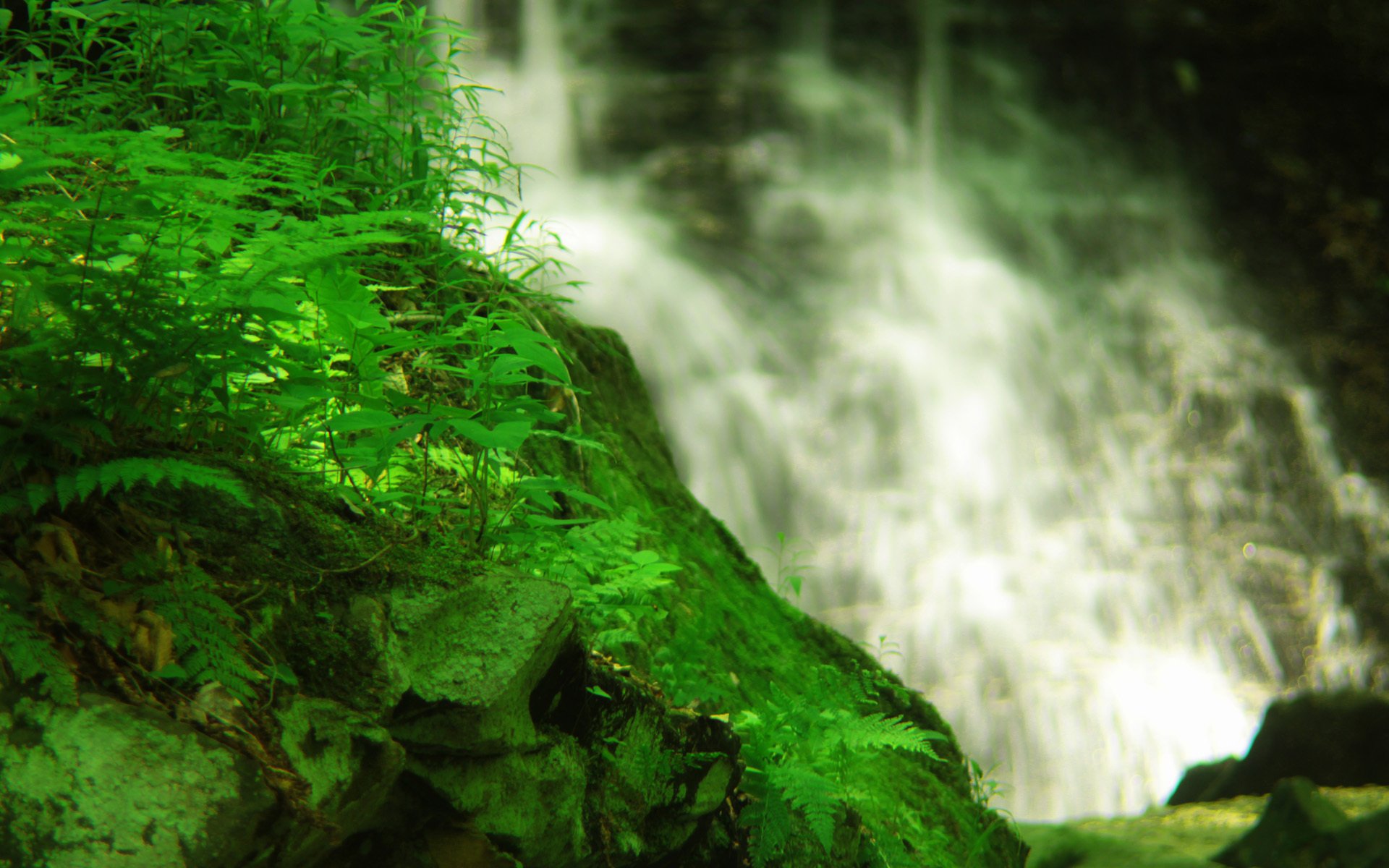 cascade eau roche herbe plantes mousse verdure