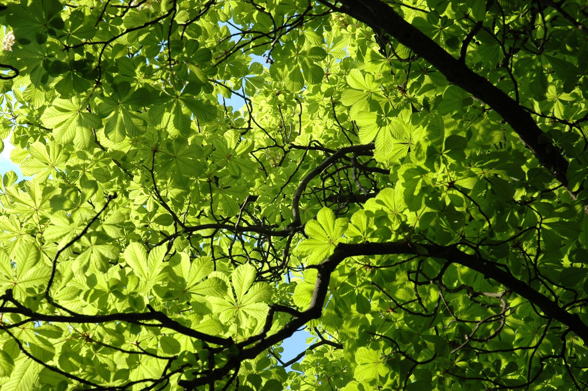 castagno pianta foglie verde verde primavera ramo