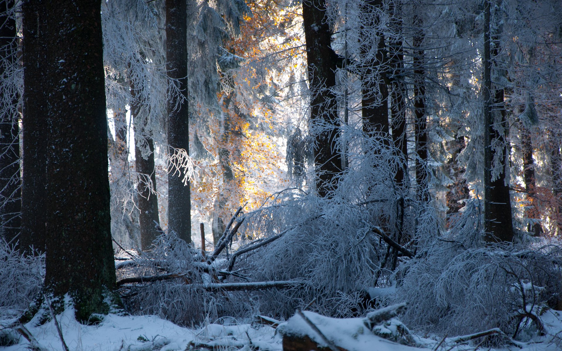 forest winter snow tree