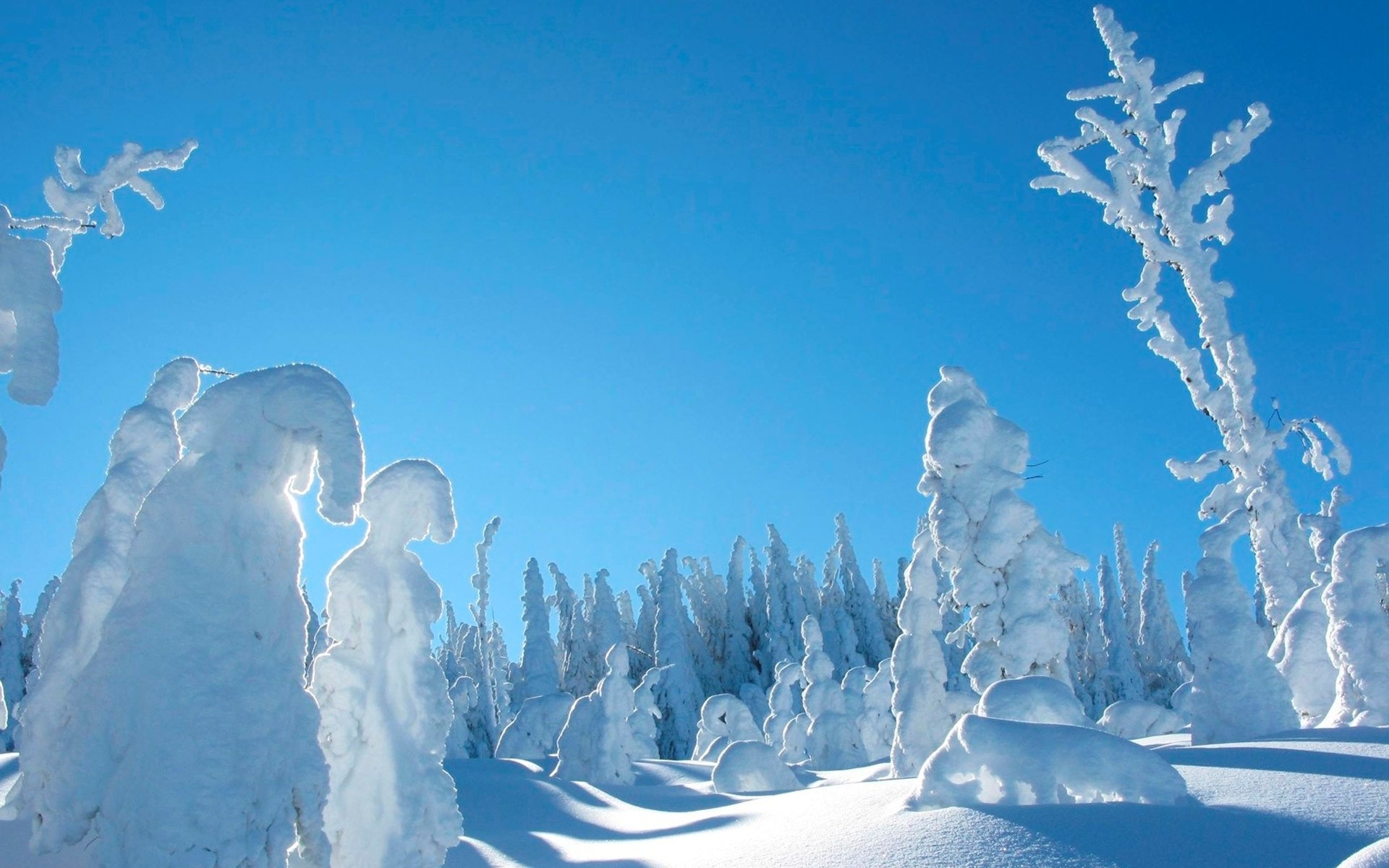 invierno árboles en la nieve