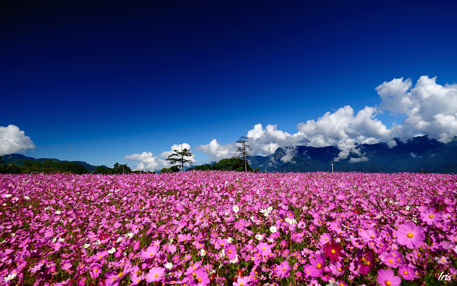 flores campo verano cosmea rosa árboles soleado nubes colinas montañas