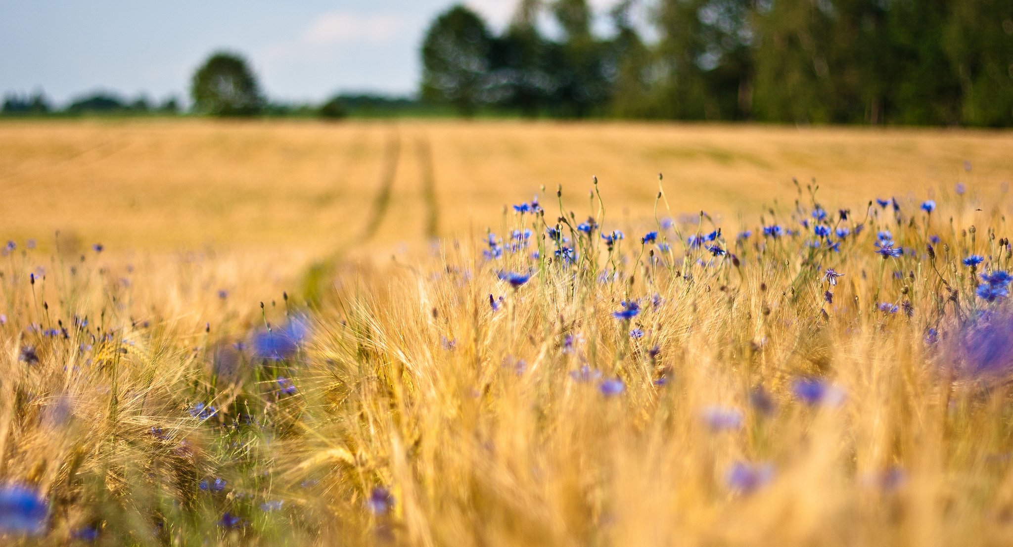 campo trigo espigas flores azul acianos árboles desenfoque