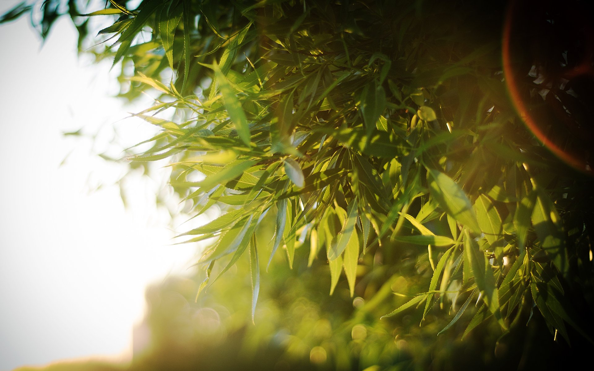 sonne baum krone blätter sonnenstrahlen bokeh licht