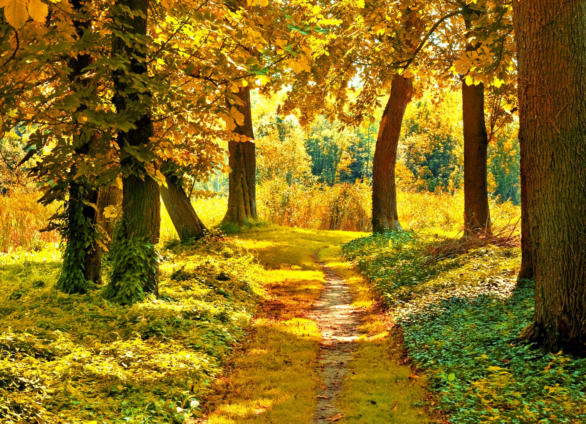 automne soleil sentier arbres feuilles vert jaune herbe branches forêt nature