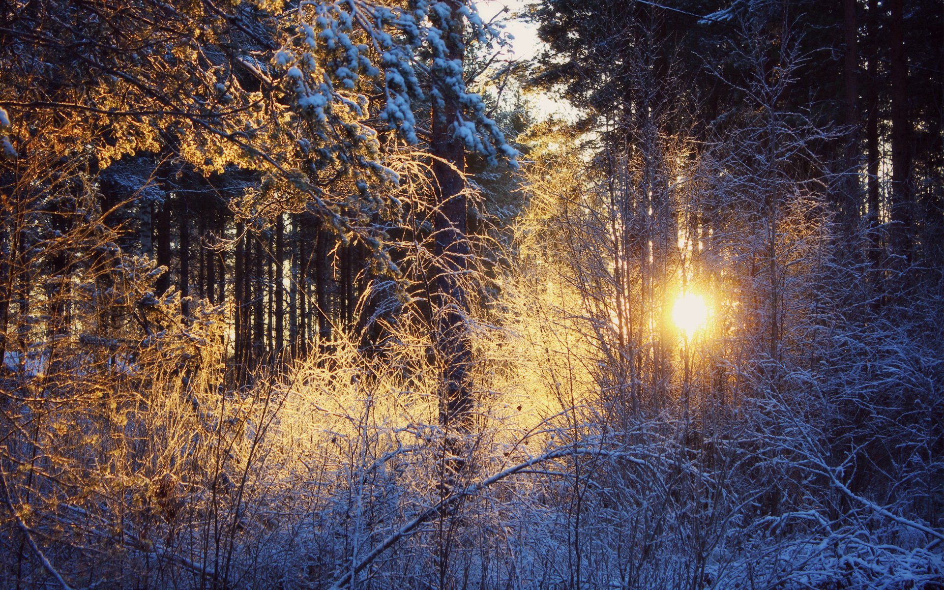 invierno nieve bosque puesta de sol sol