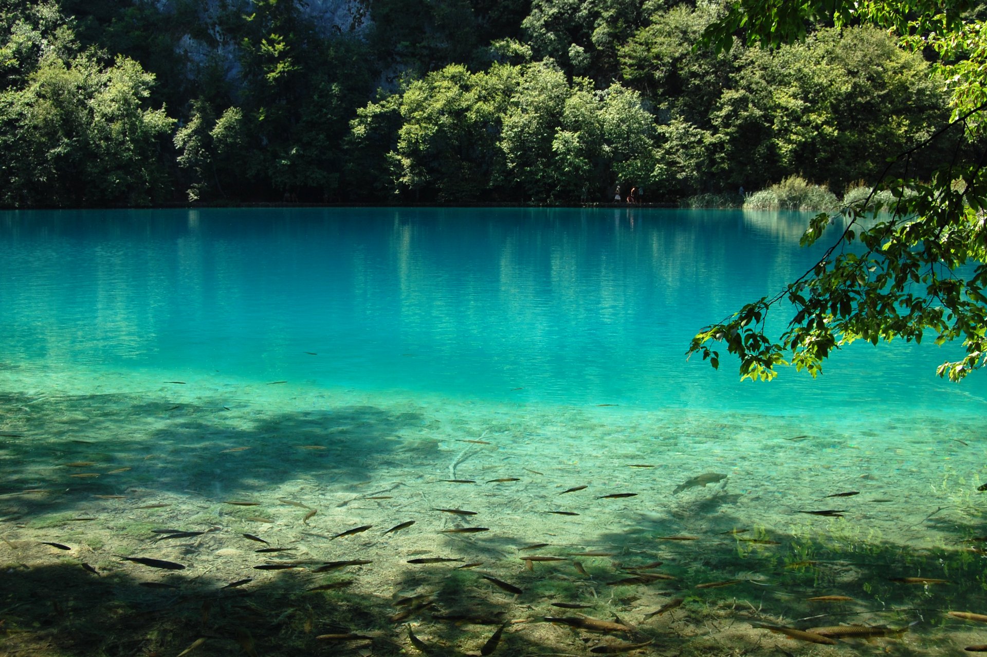 lago acqua blu pesci natura laghi di plitvice