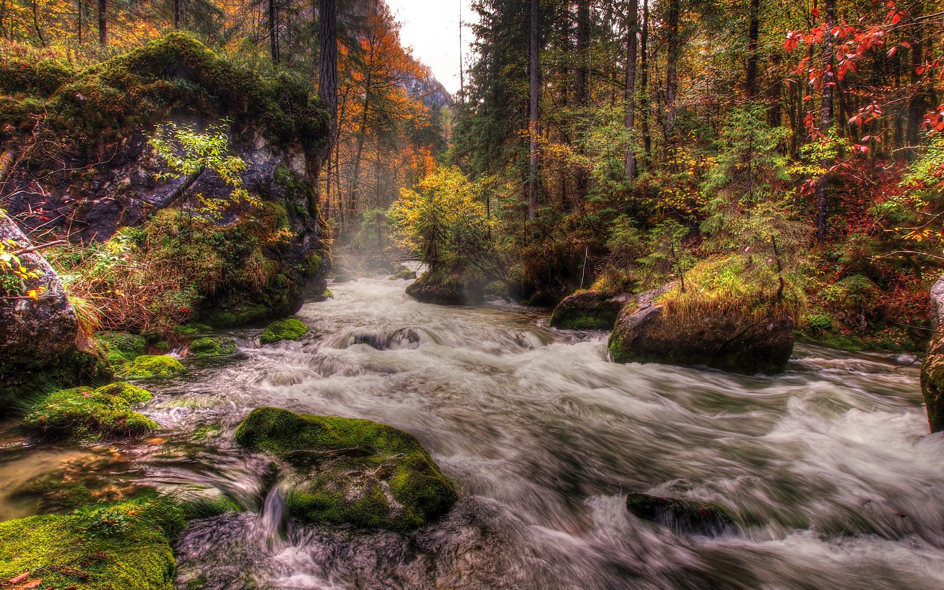 forest river feed stones moss tree autumn