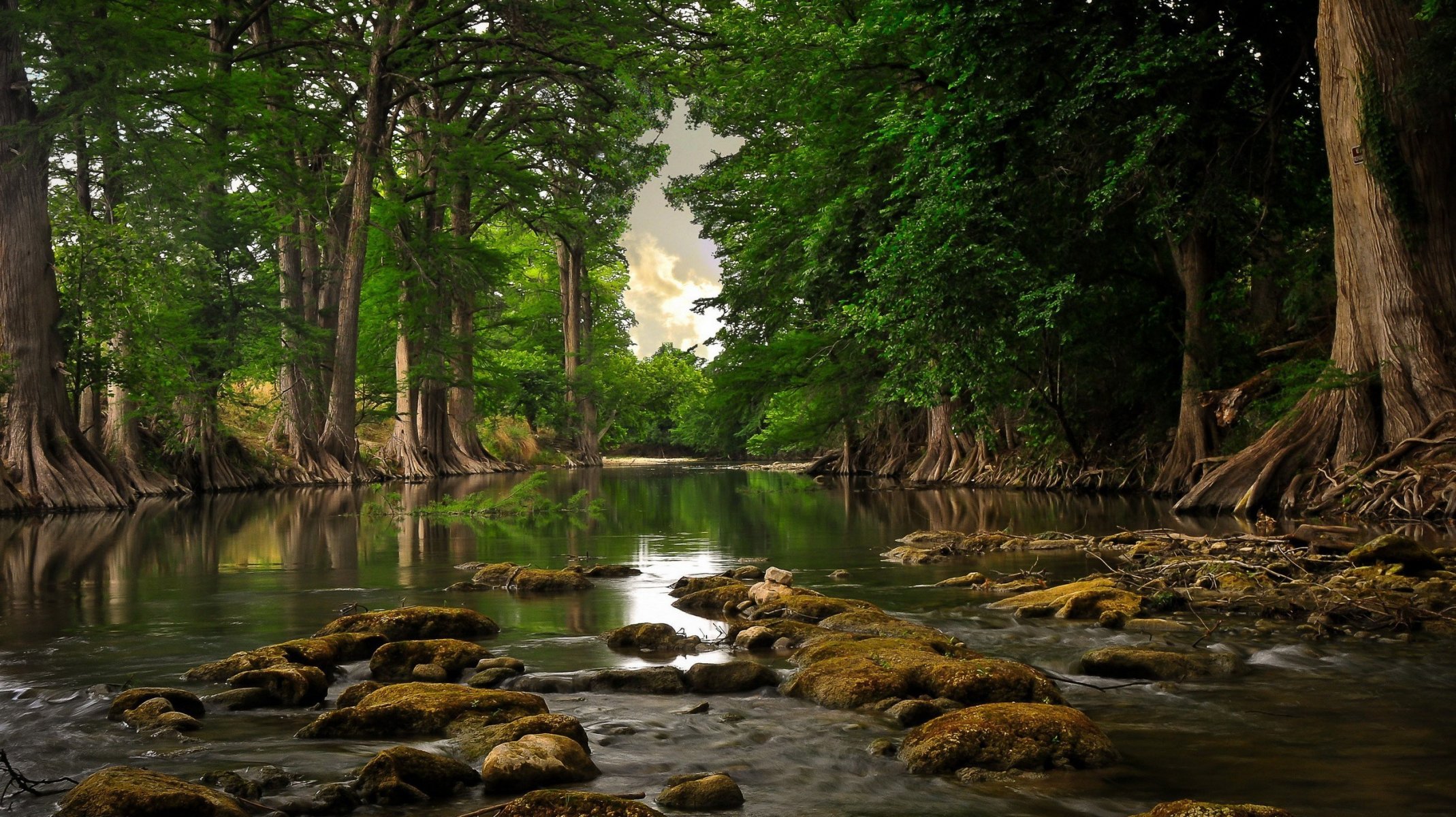 fiume alberi foresta acqua giorno radici