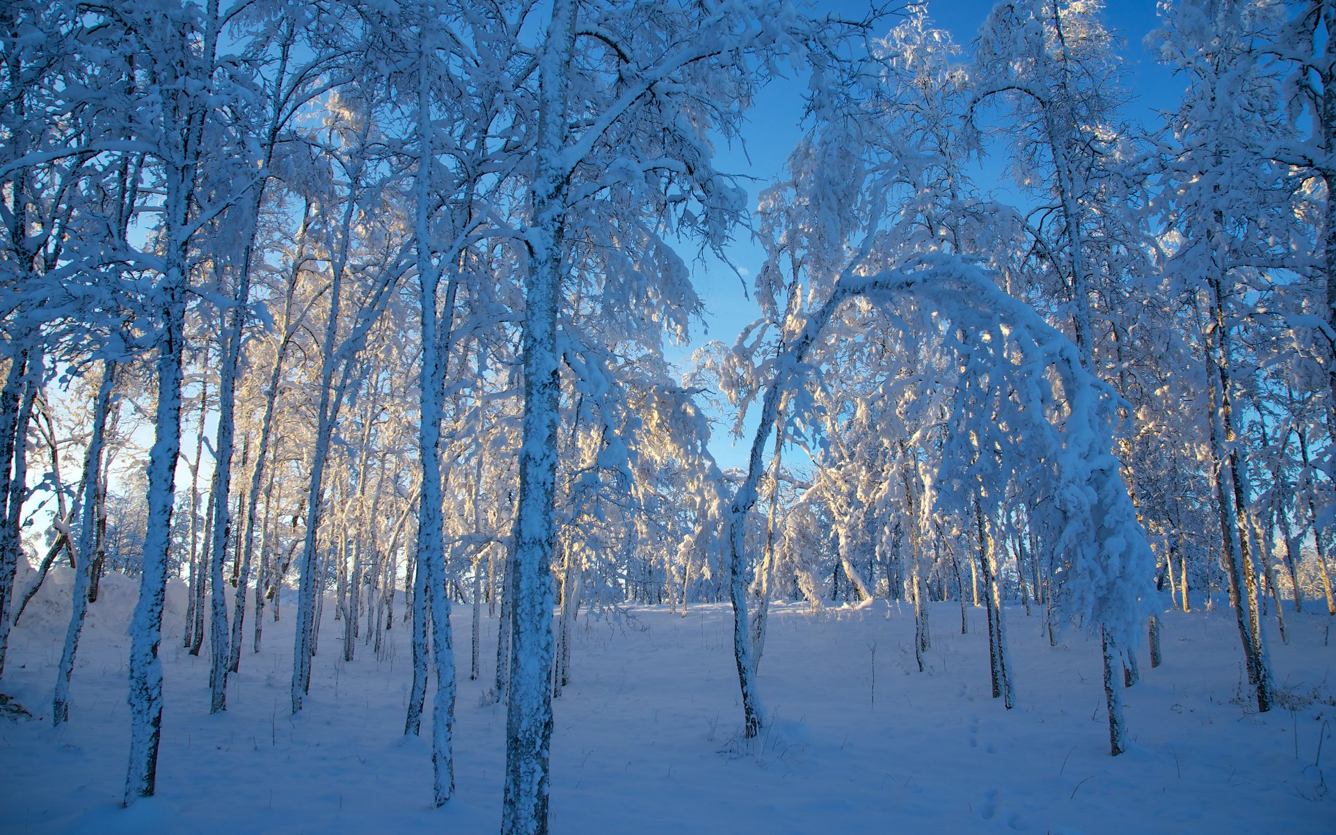 schweden winter schnee bäume