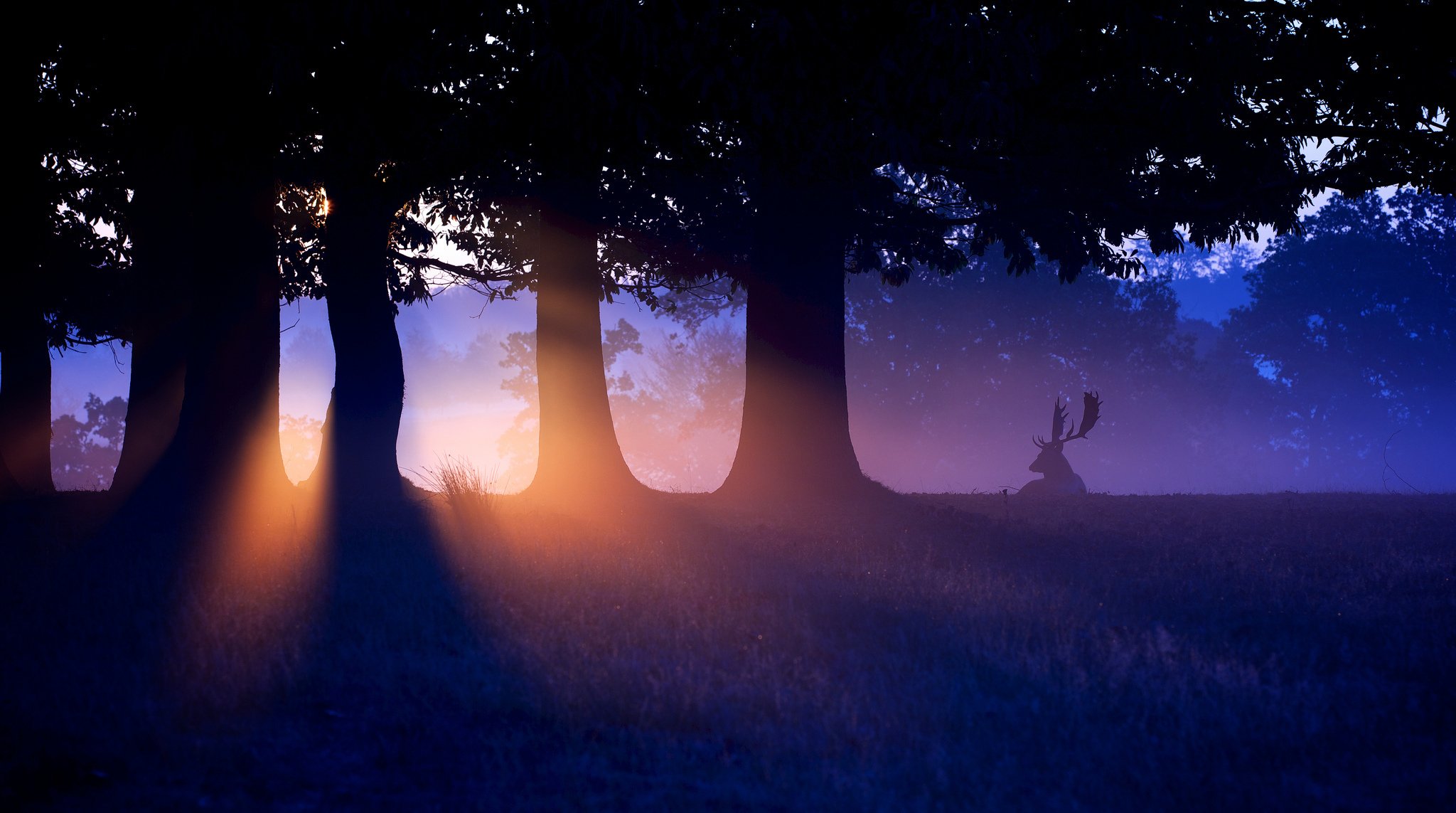 puesta de sol bosque ciervo naturaleza