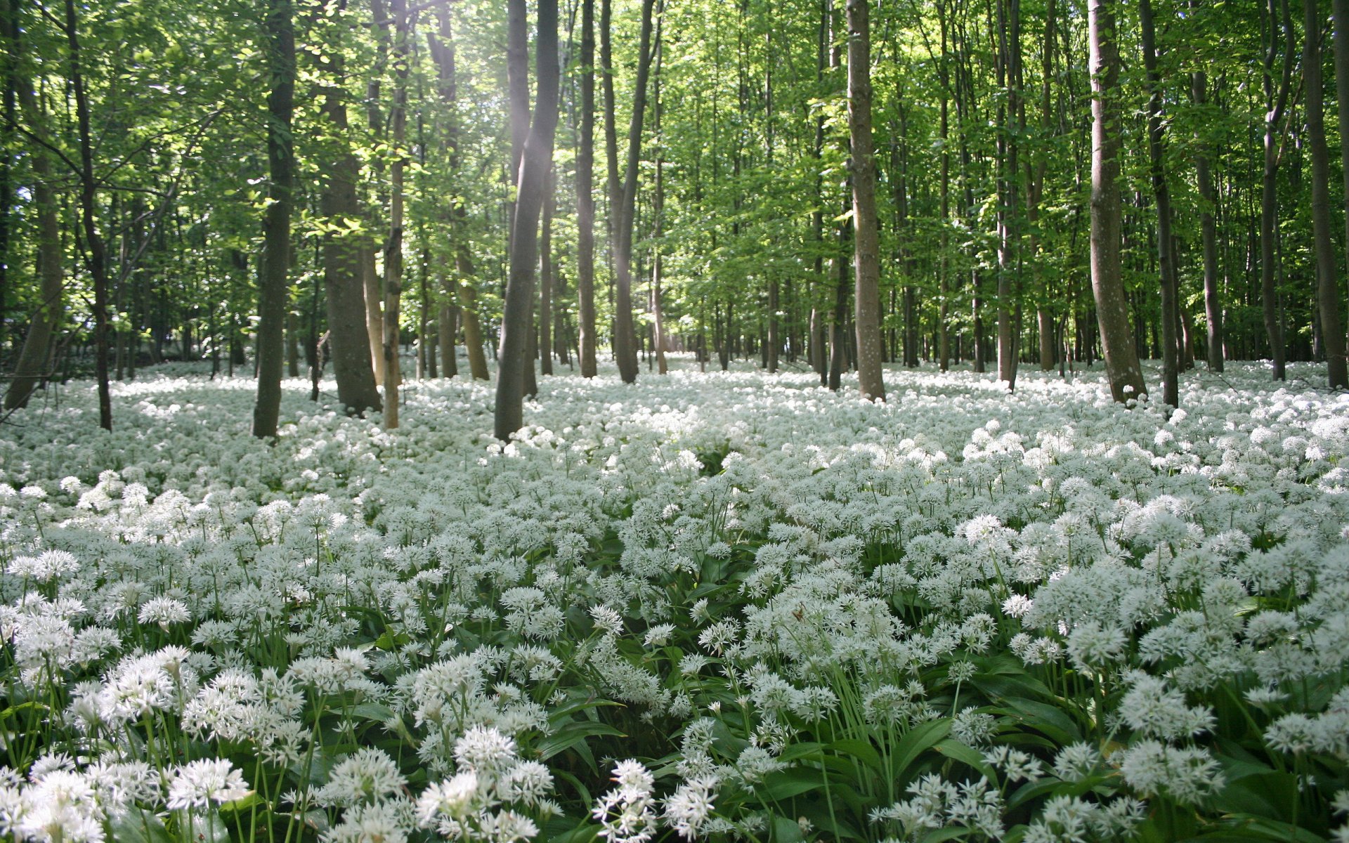 fiori alberi primavera natura