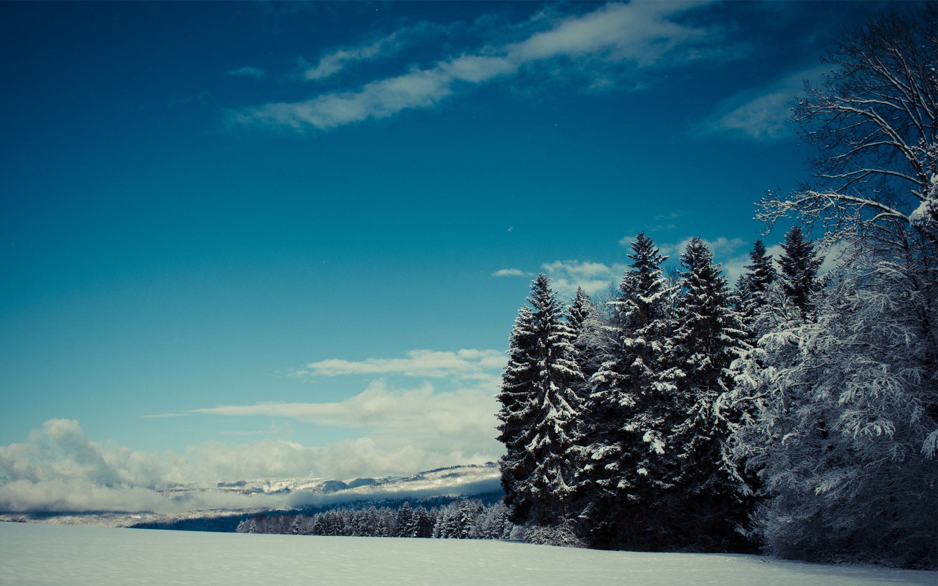 forêt hiver neige épinette aiguilles de pin nuages