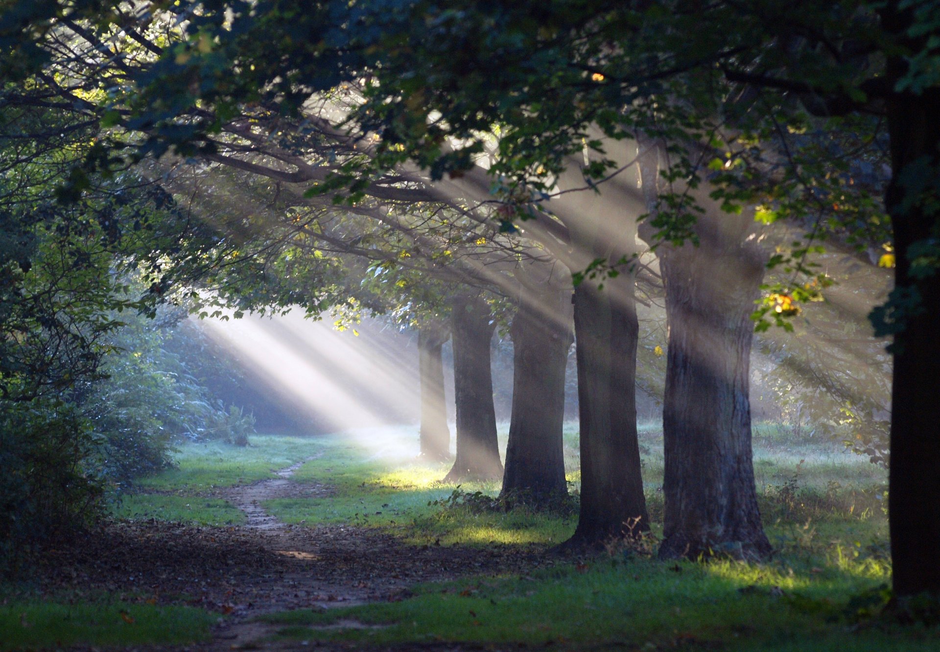 las ścieżka światło natura poranne słońce