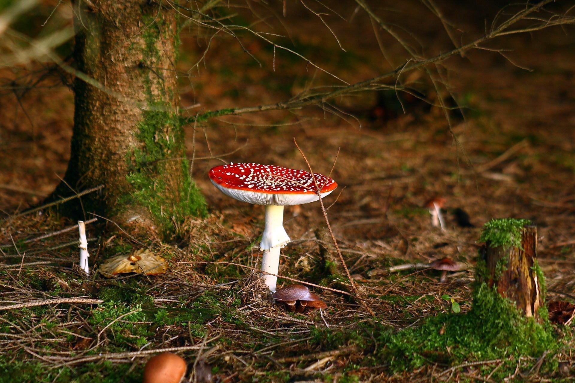 forêt arbres feuillage automne champignons gros plan rouge chapeau mousse