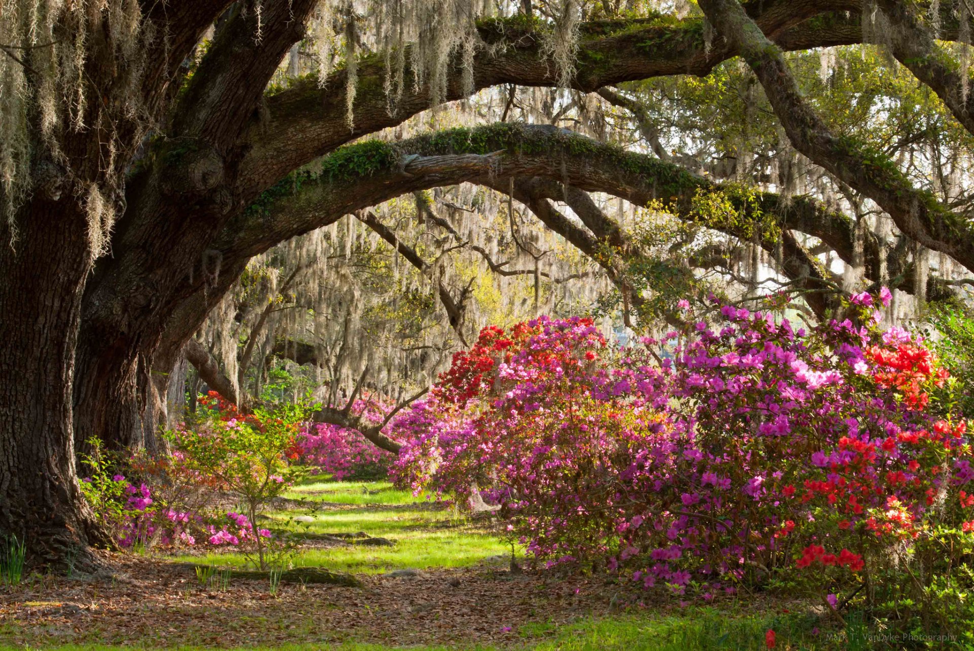 charleston&gärten park bäume büsche