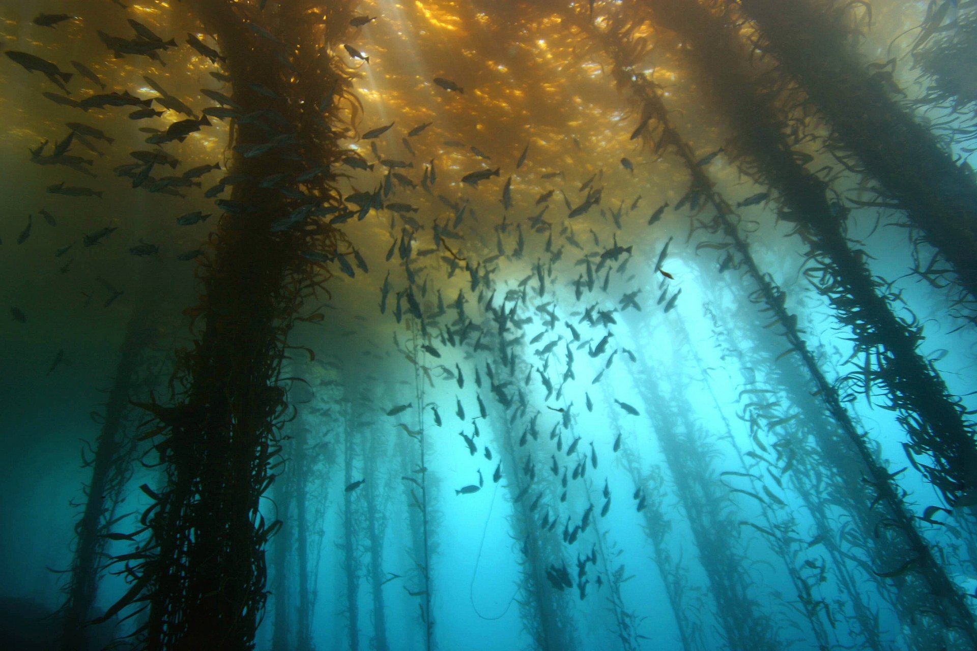 algae fish sea