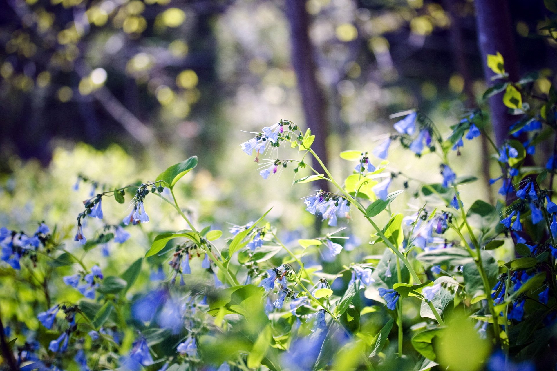 natur wald blumen sommer