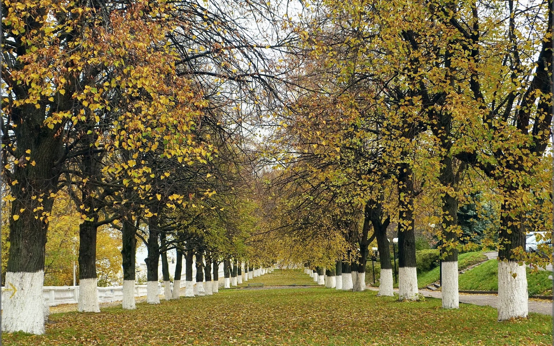 park tree autumn nature