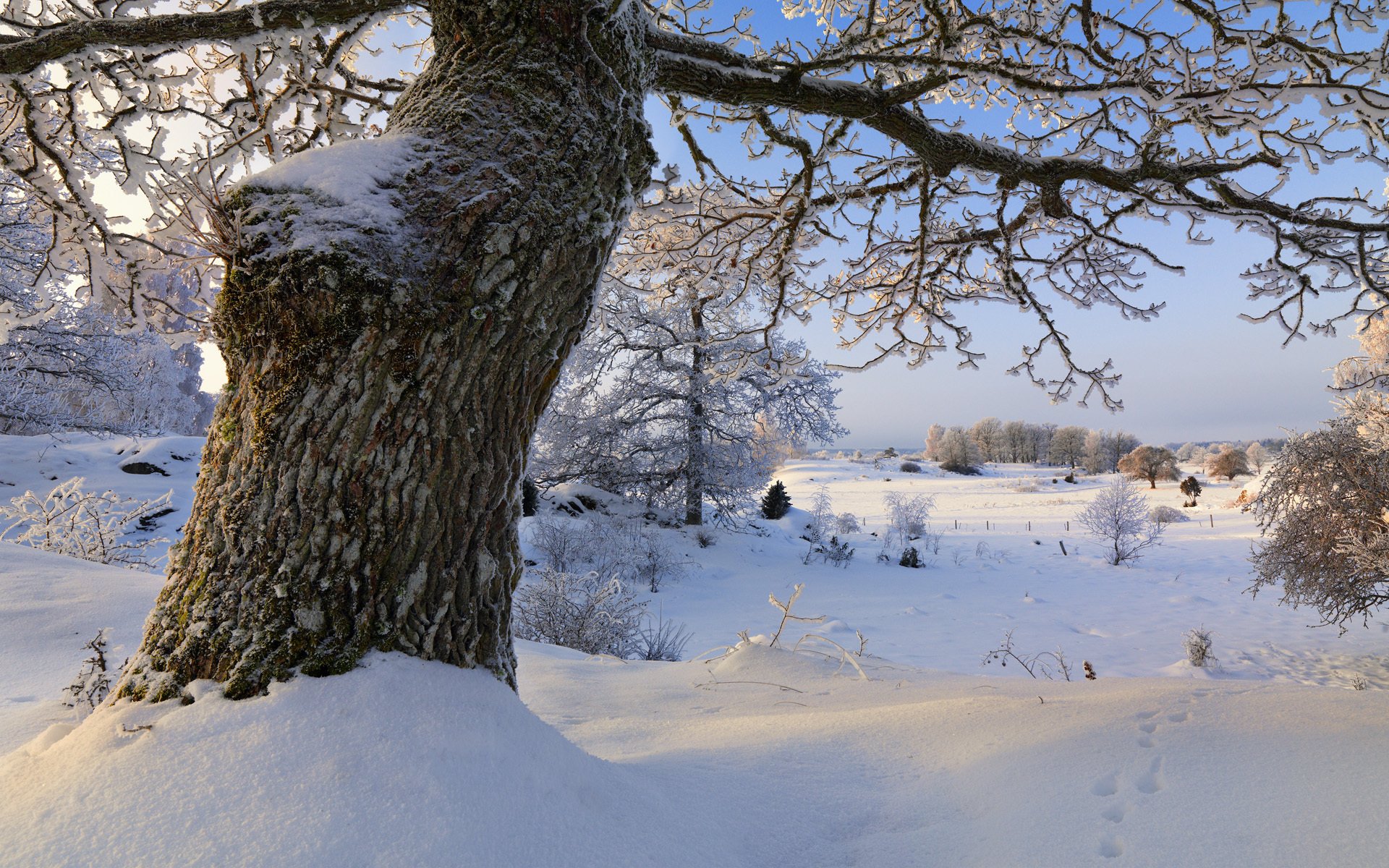 vagnhärad södermanland schweden winter schnee bäume