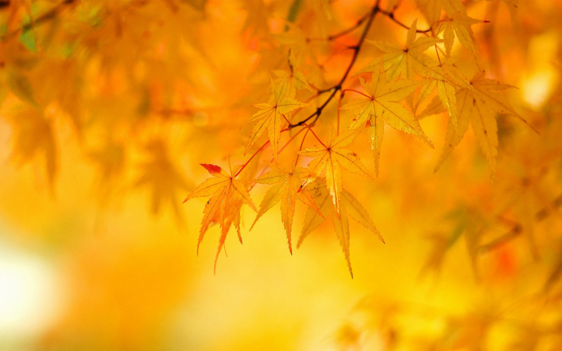 árbol otoño hojas amarillo arce