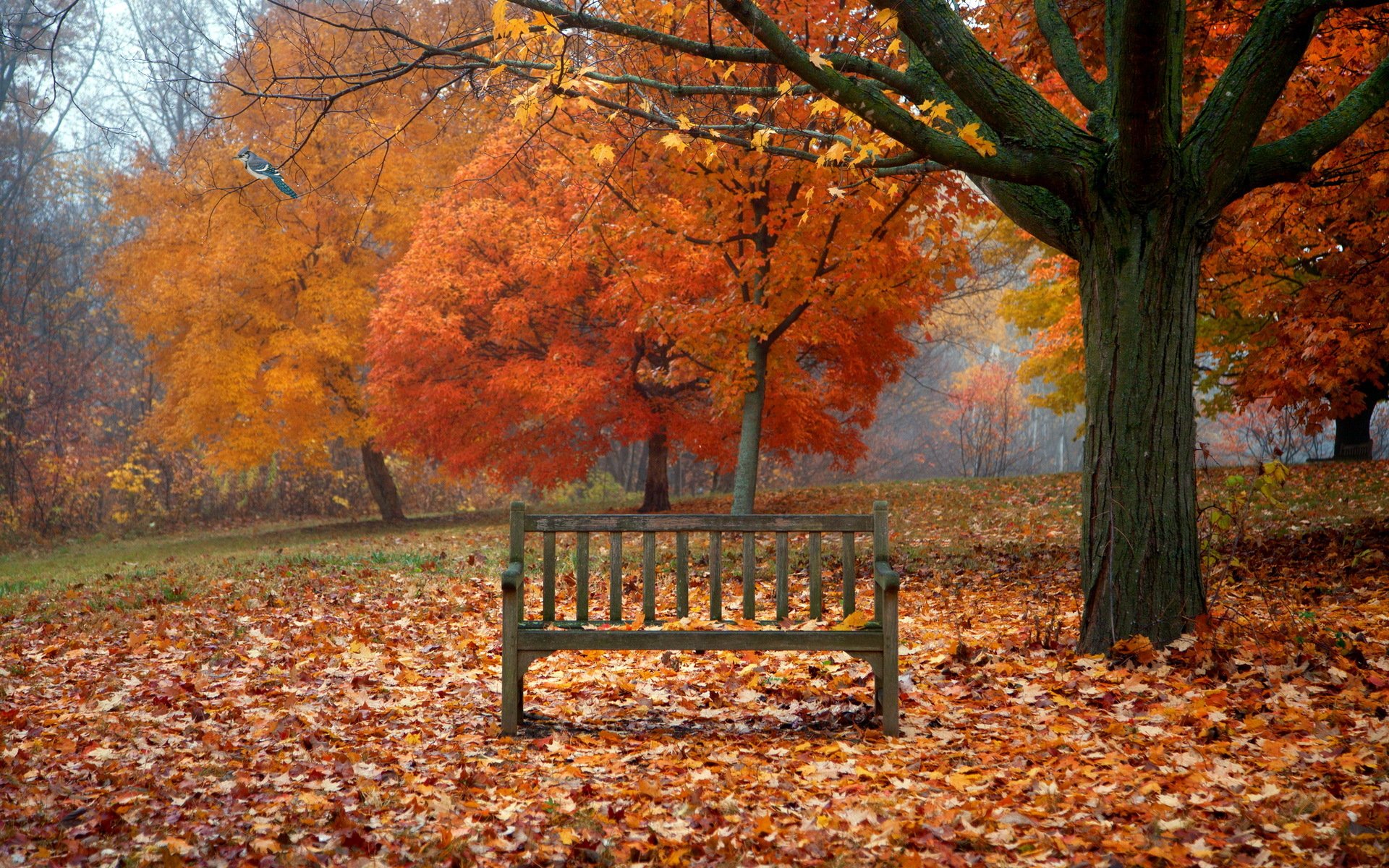 banco hojas otoño pájaro naturaleza