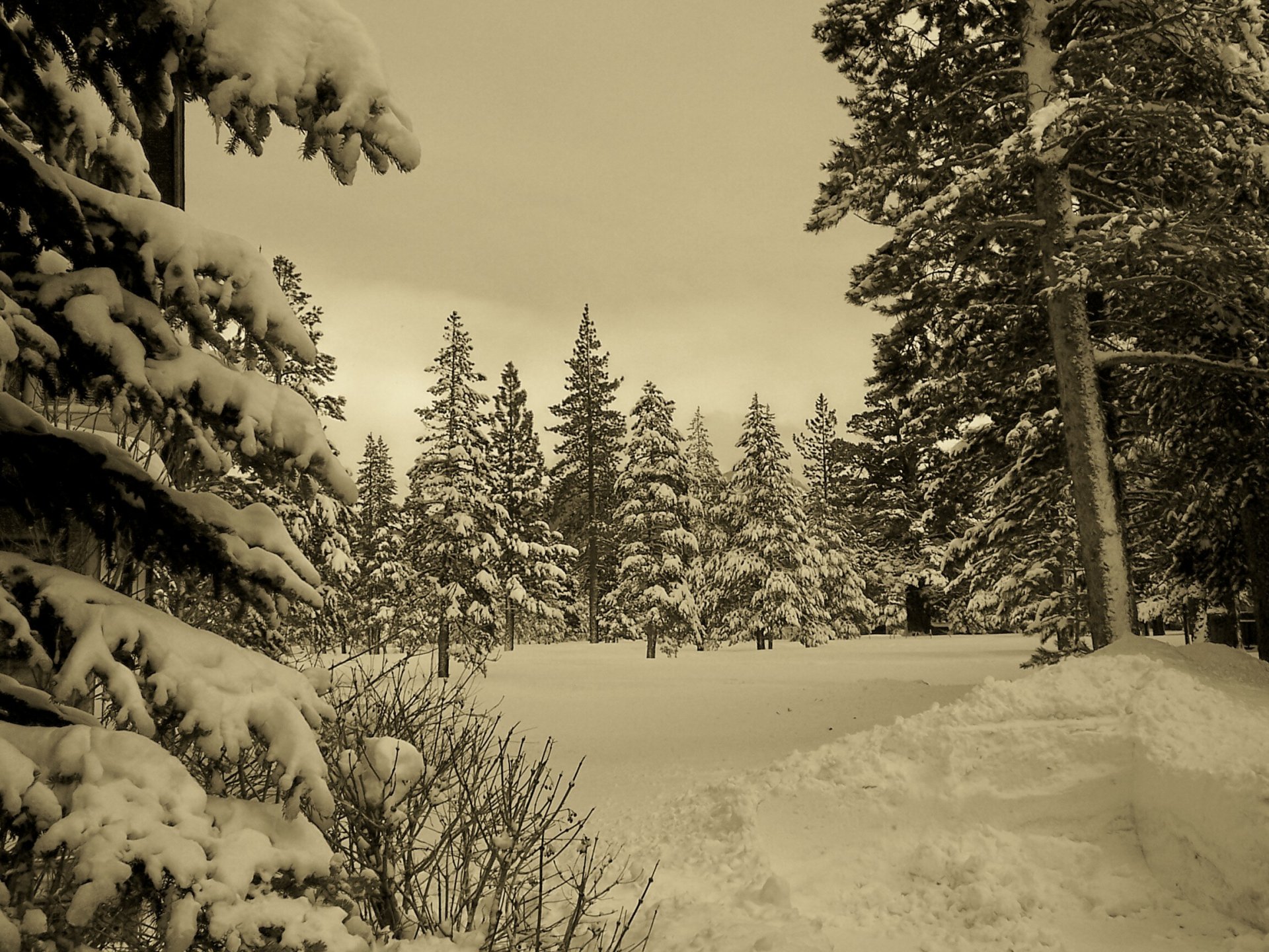 invierno bosque nieve naturaleza invierno sepia