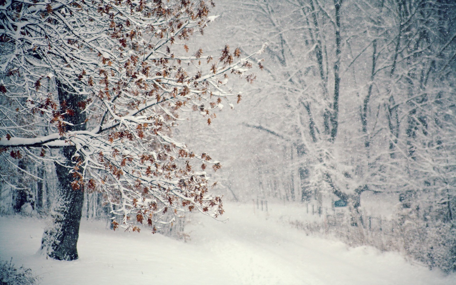 inverno albero neve bufera di neve