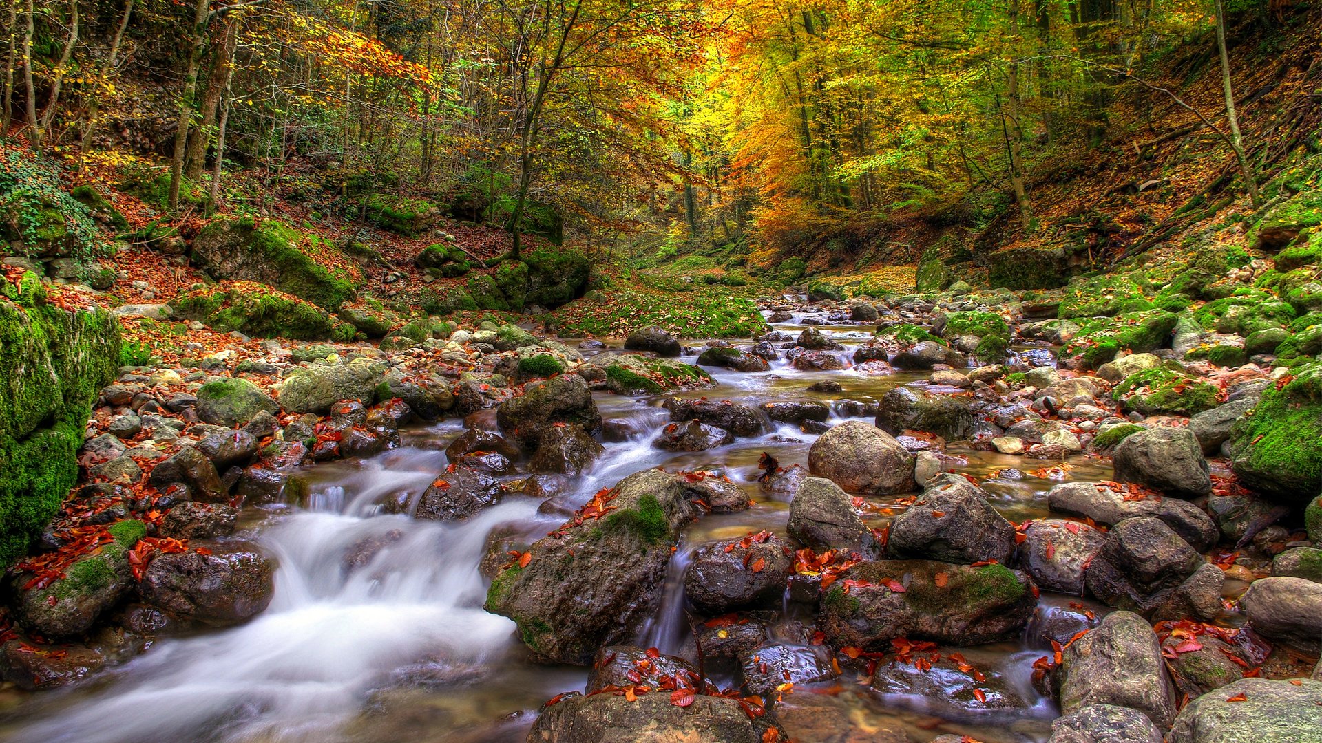 nature pierres forêt arbres feuilles automne eau rivière