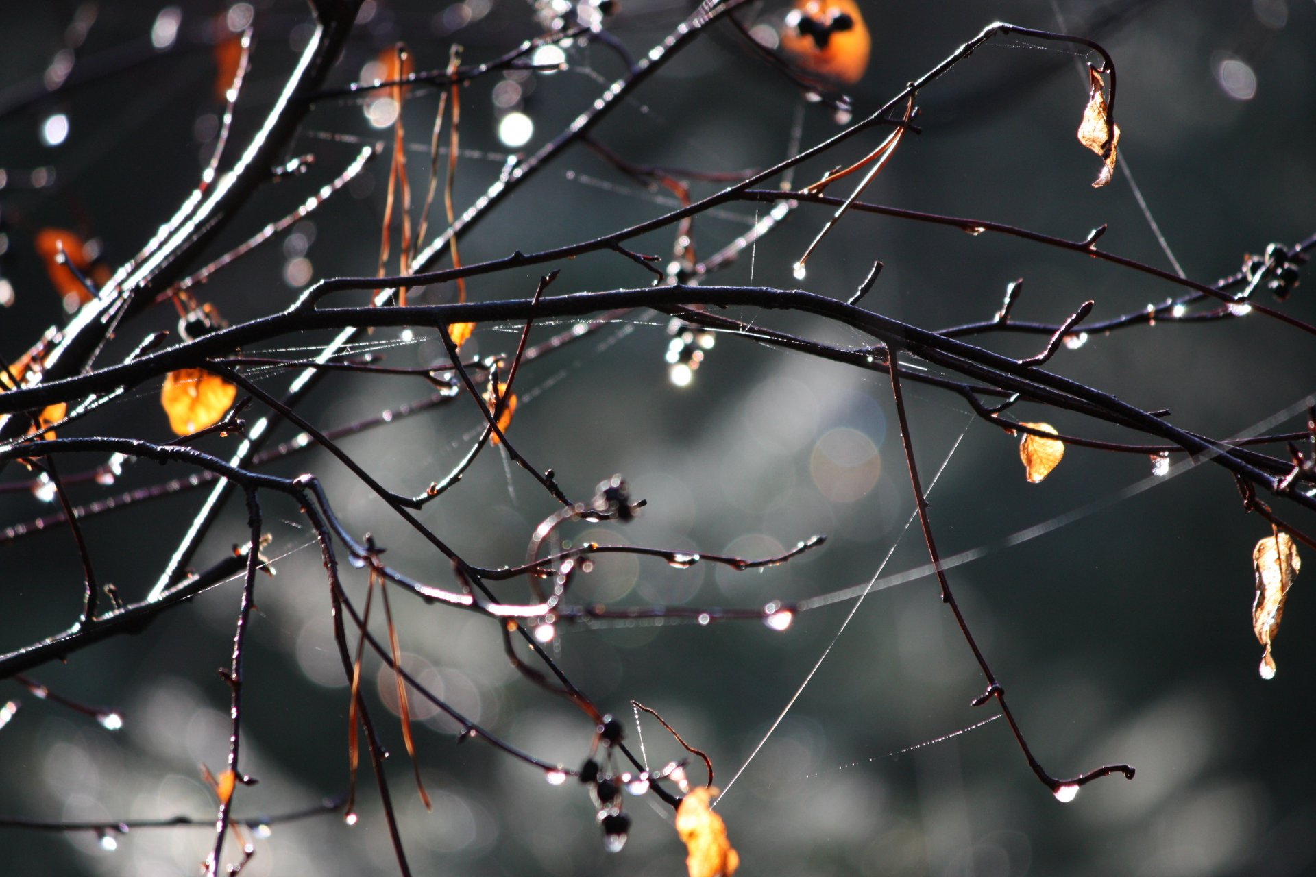 automne doré pluie gouttes branches feuilles jaunes