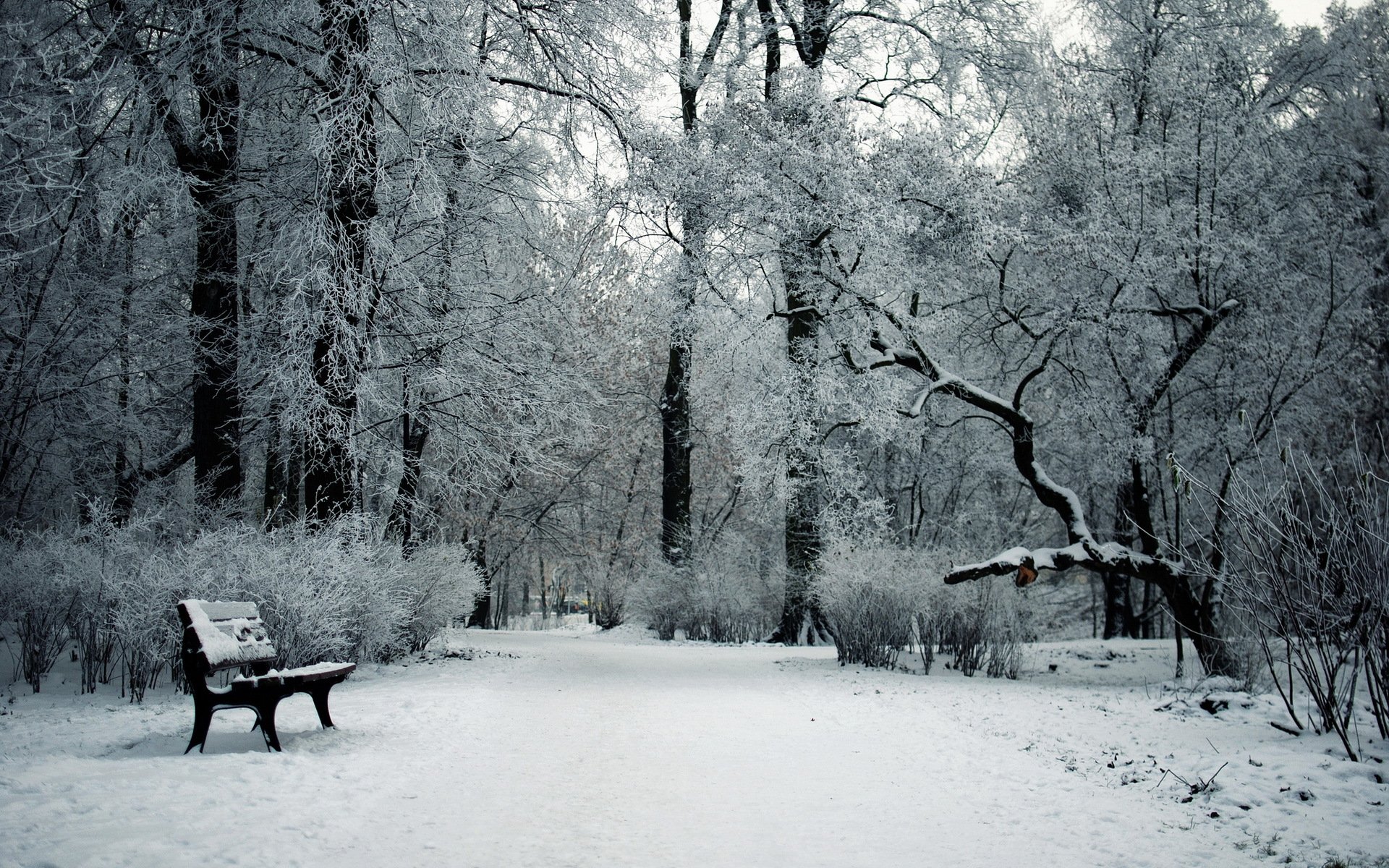 invierno parque nieve banco