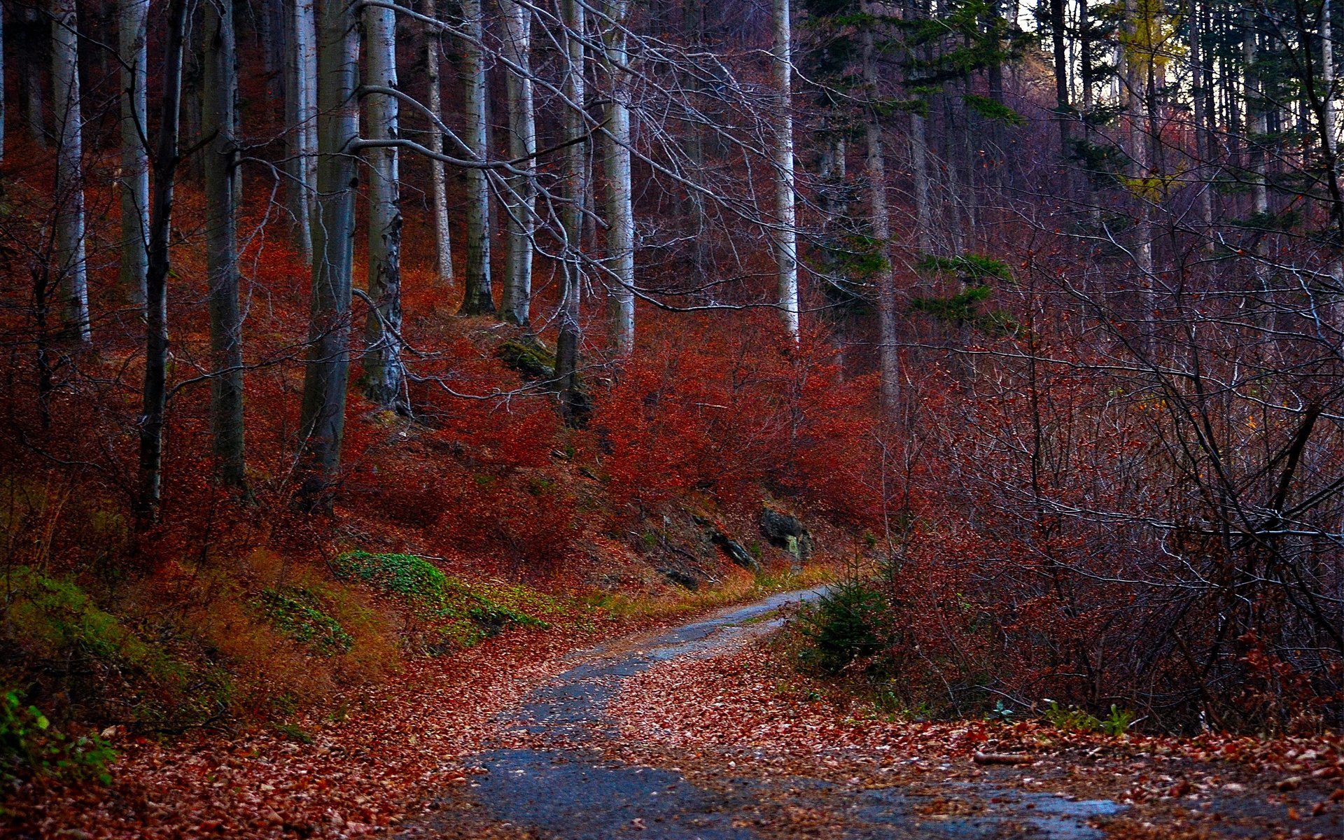 camino otoño bosque hojas rojo árboles