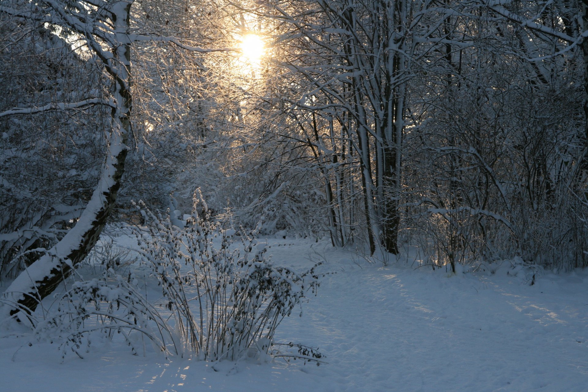 winter forest sun snow