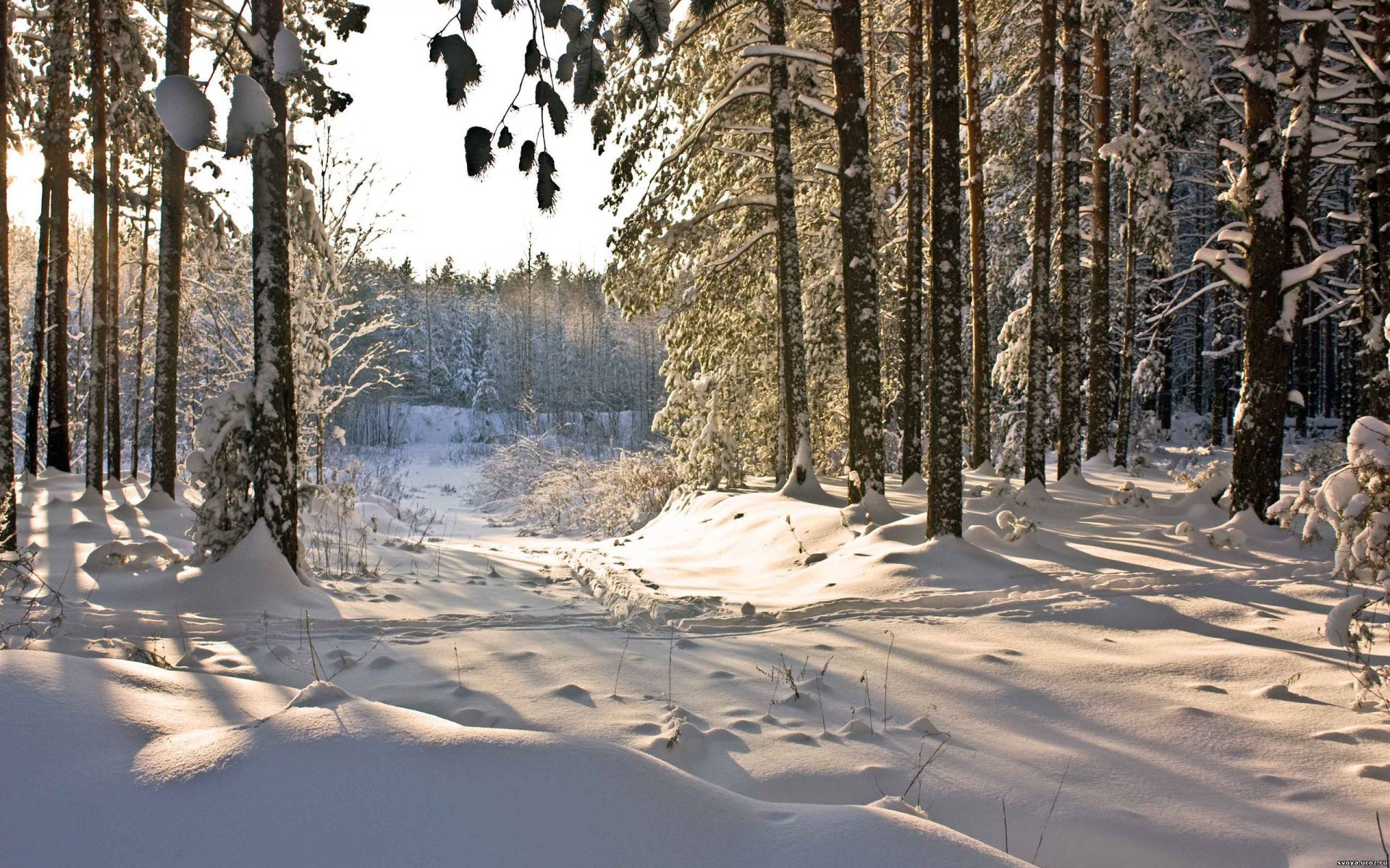 invierno bosque nieve naturaleza invierno