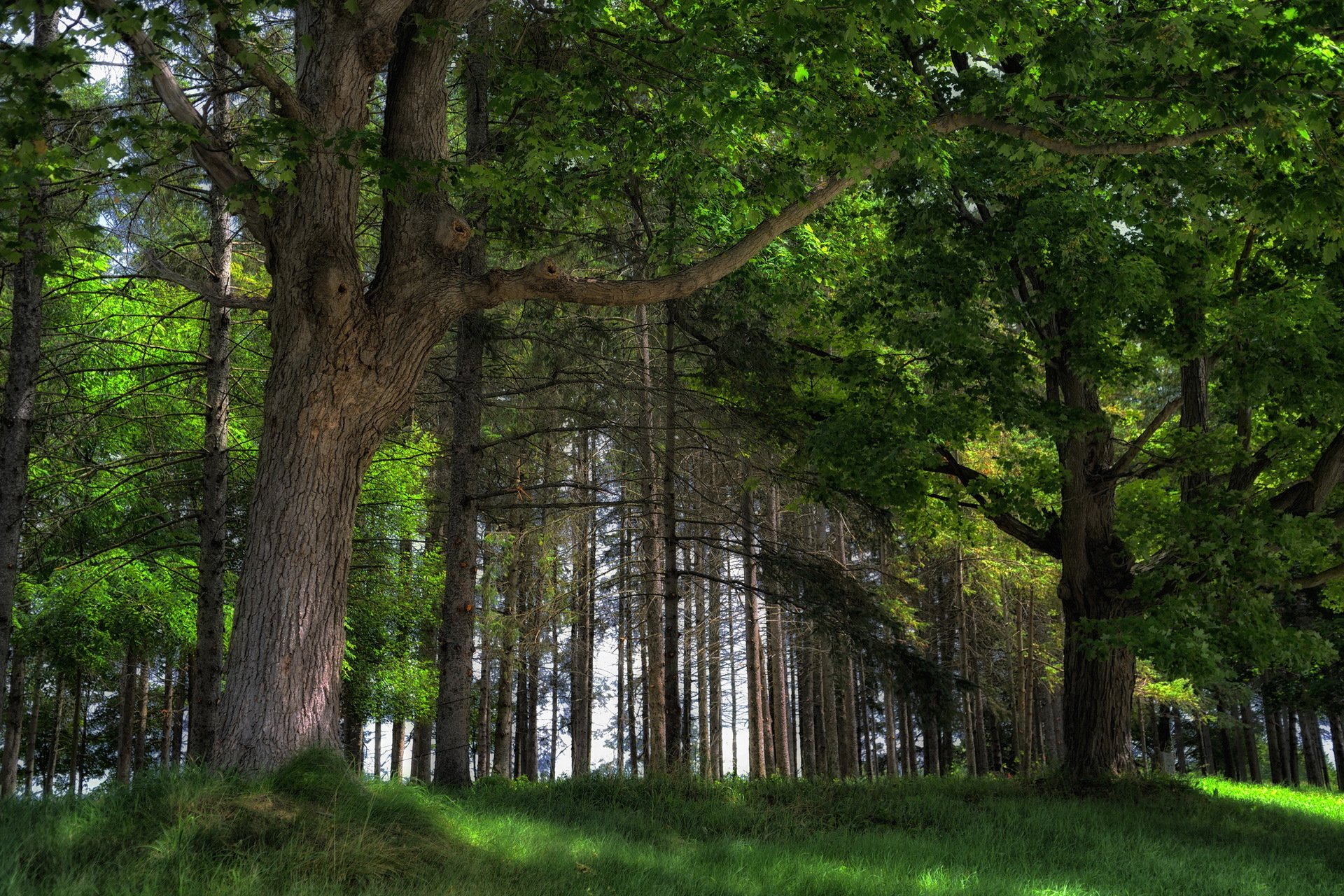 été forêt nature