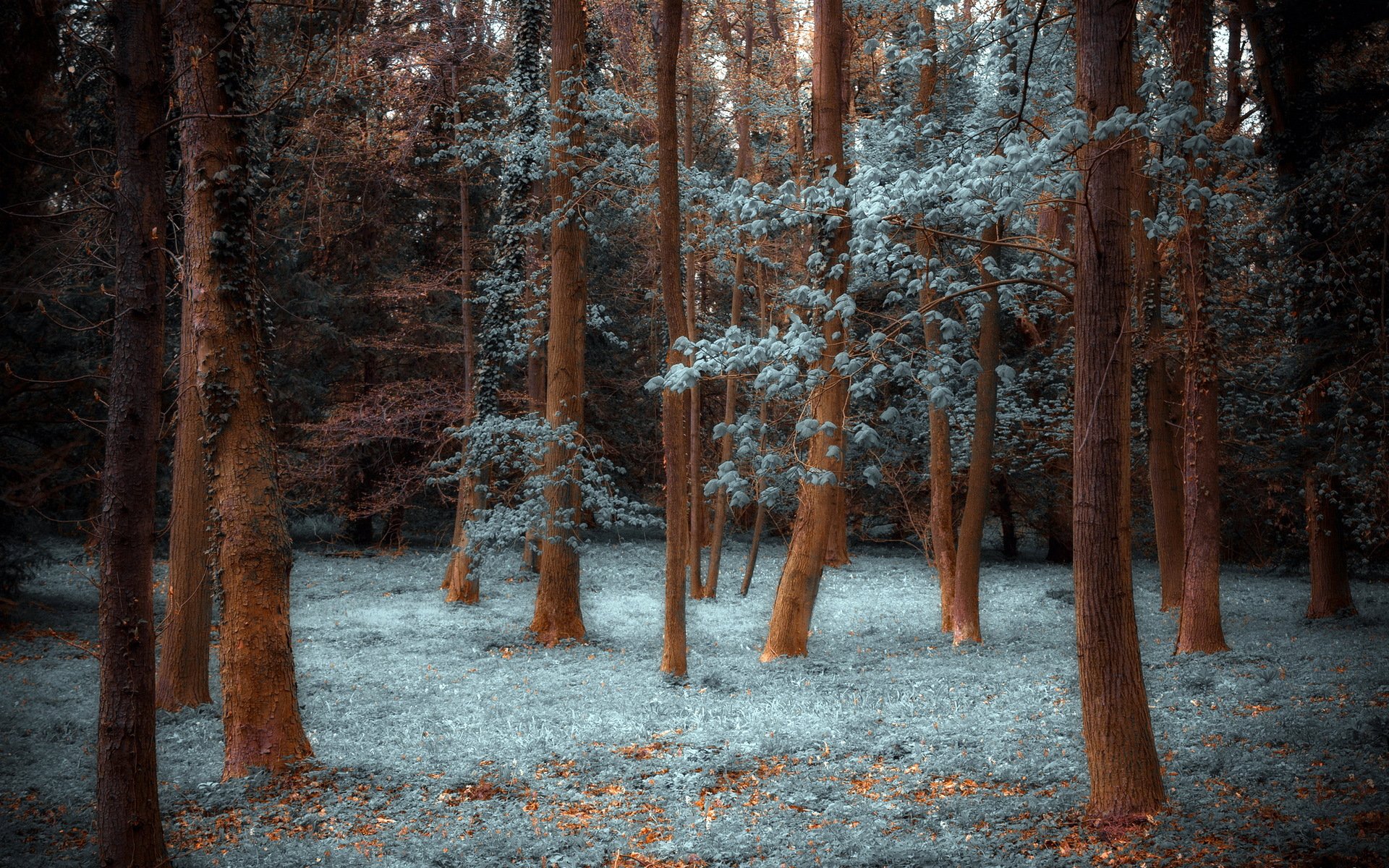 forêt nature arbres