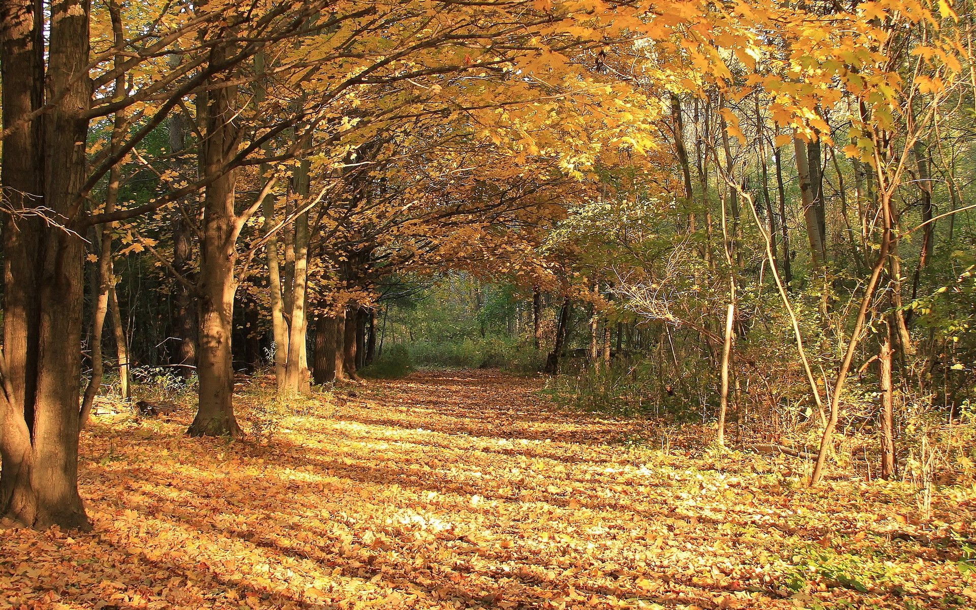 jesień liście natura