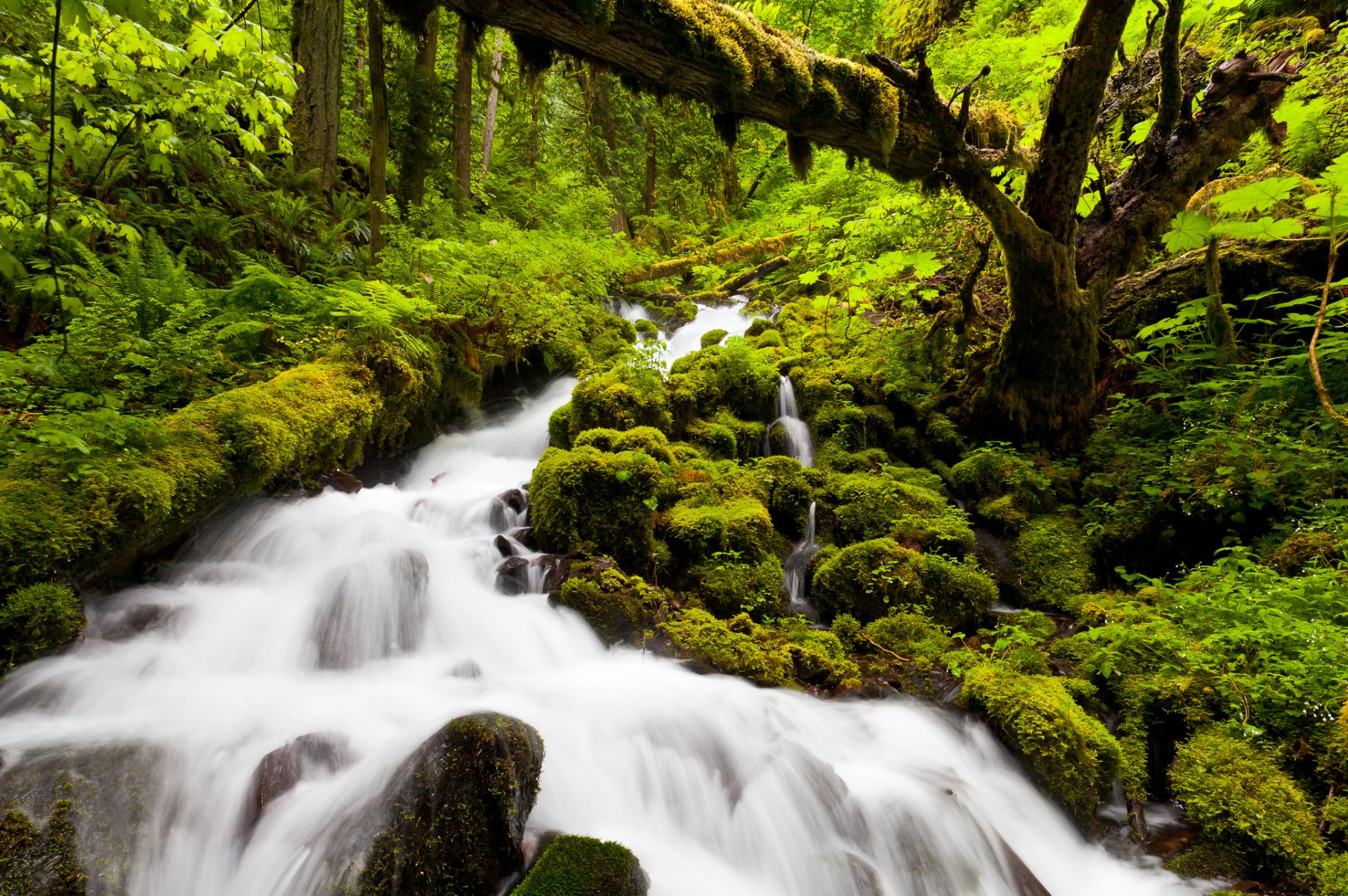 nature river waterfall forest