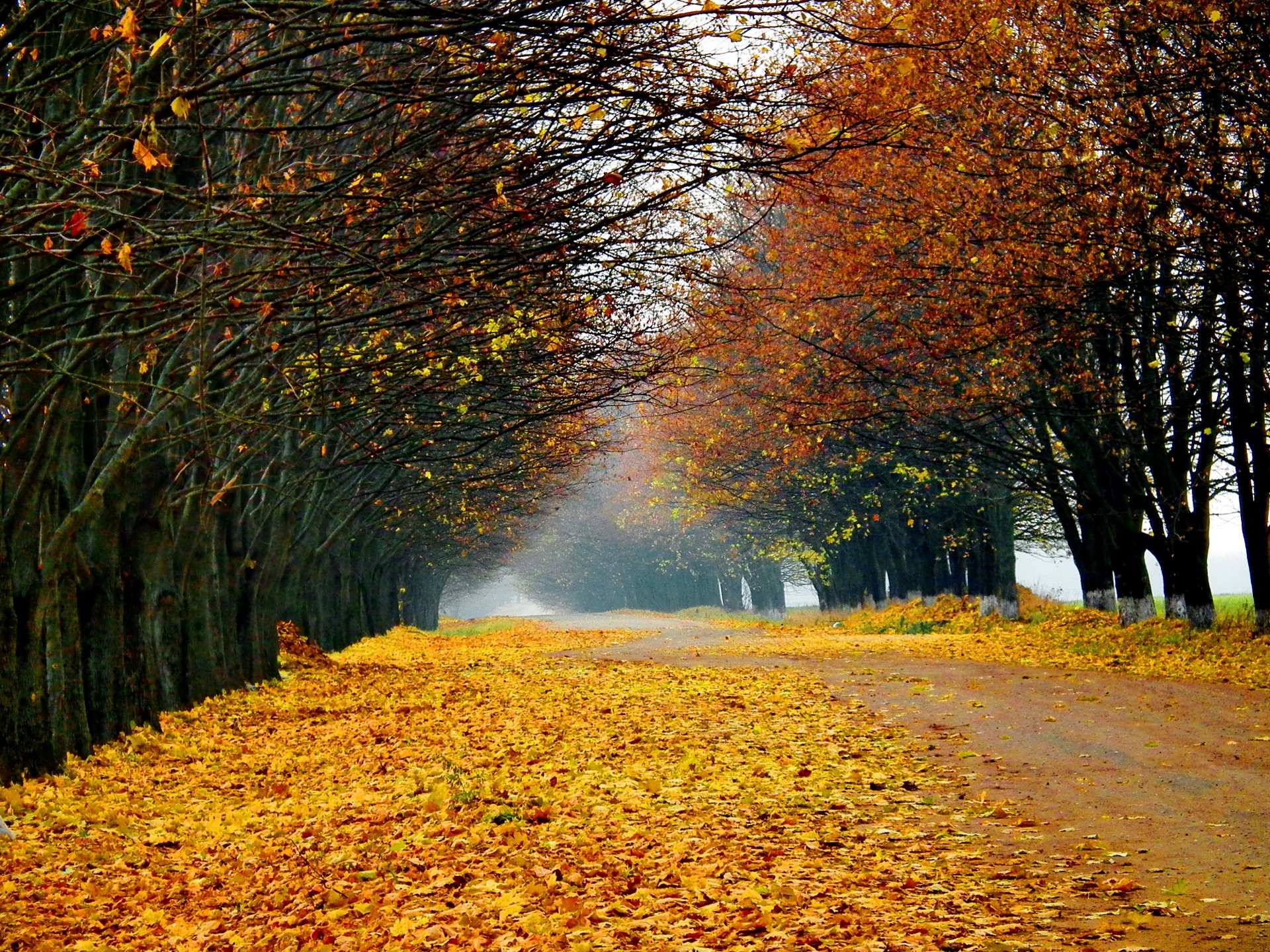 natura paesaggio alberi foresta strada autunno foglie