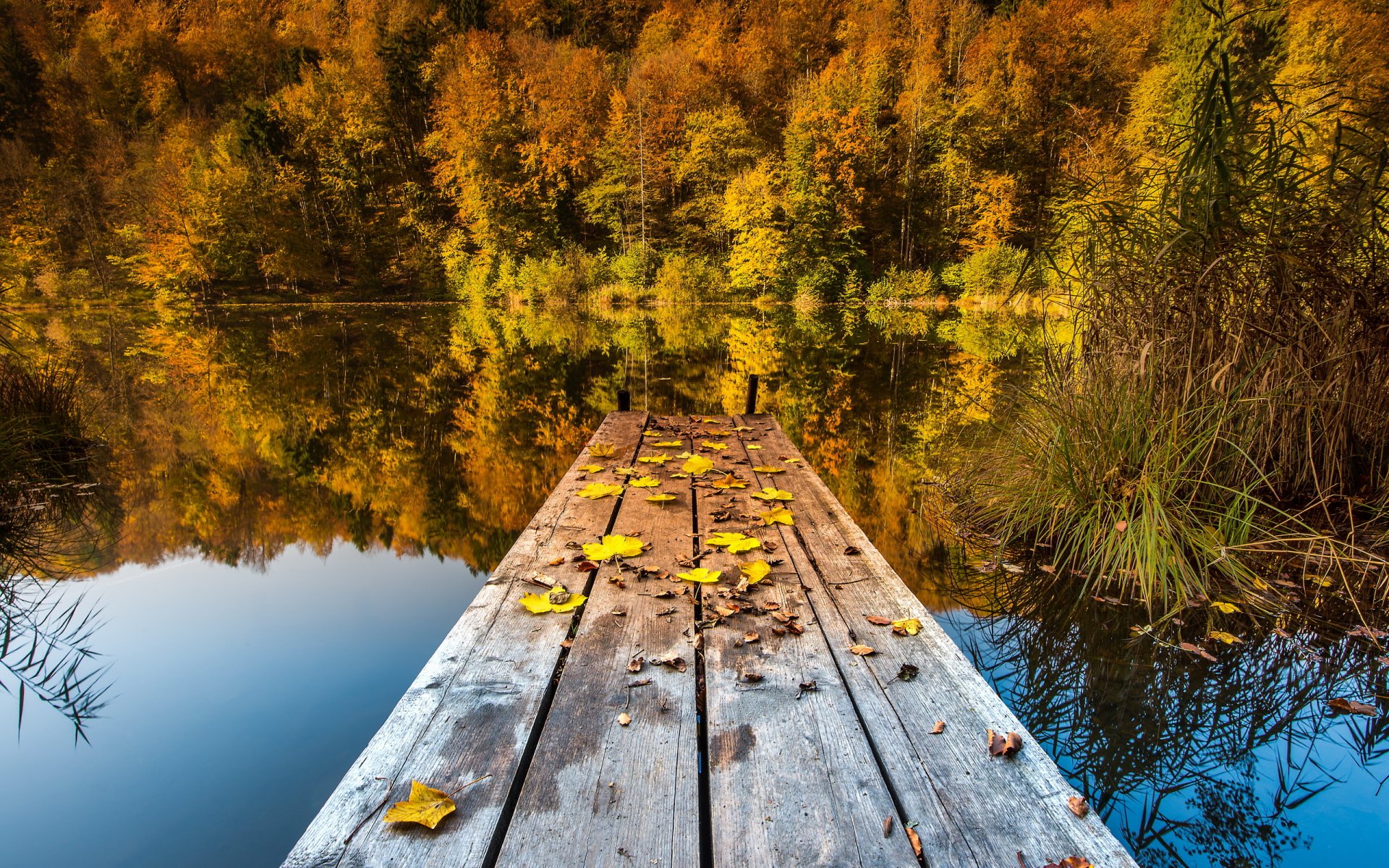 lake bridge leaves autumn nature